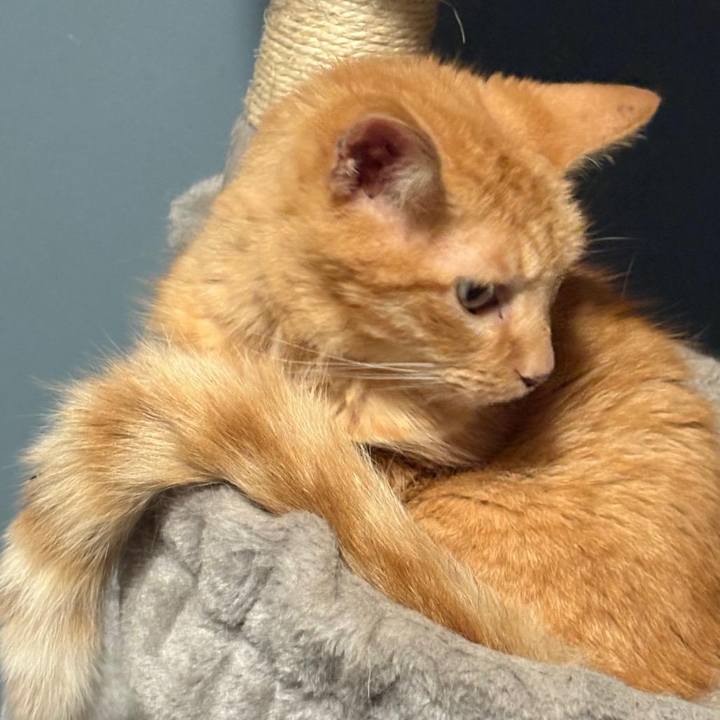 Jules, a Adoptable Domestic Short Hair in ATOKA, TN image 4/6
