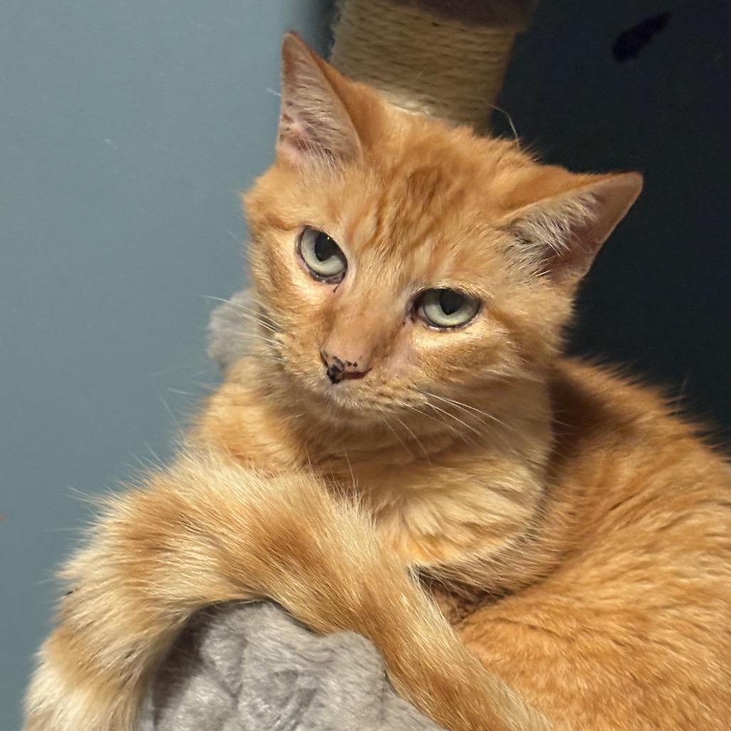 Jules, a Adoptable Domestic Short Hair in ATOKA, TN image 5/6