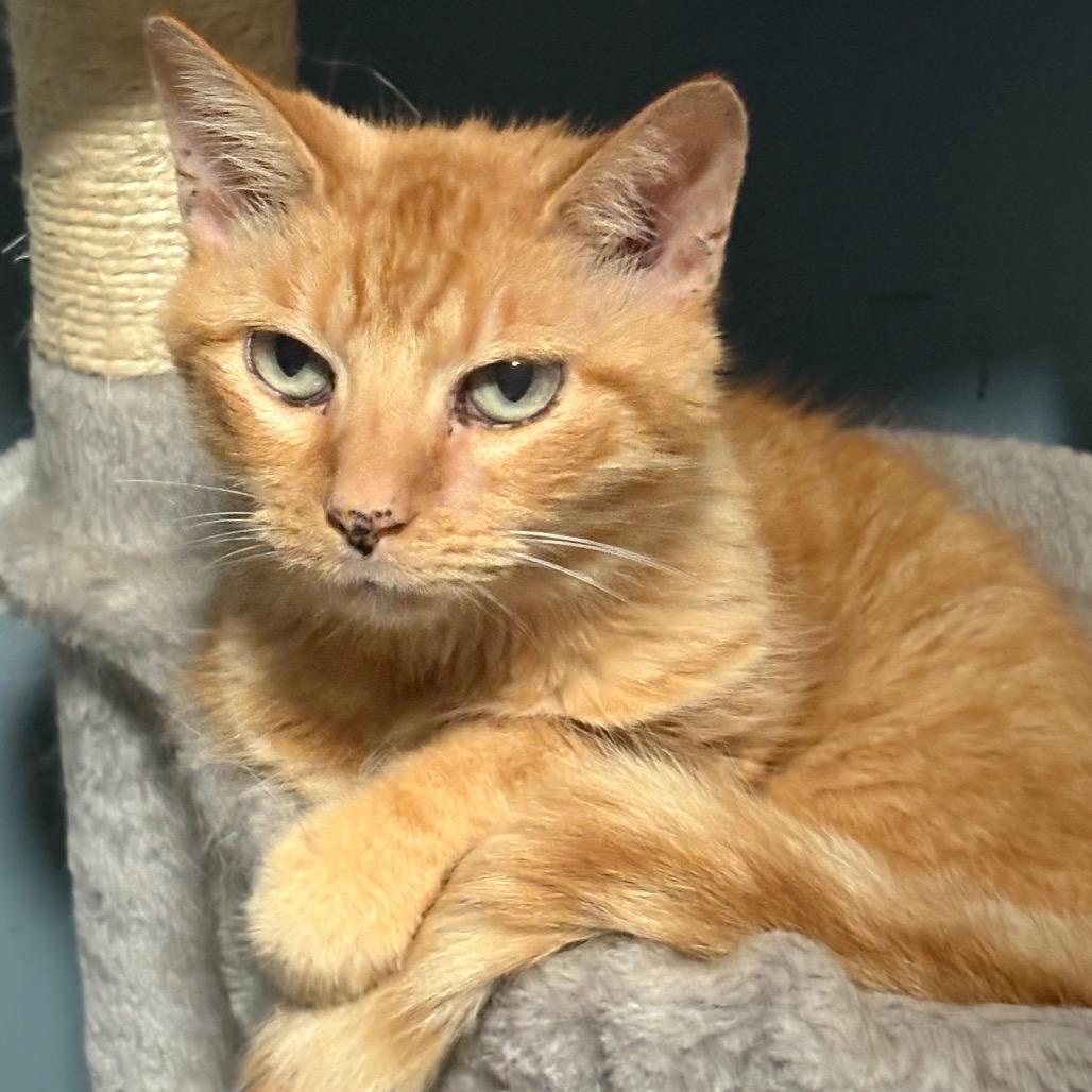 Jules, a Adoptable Domestic Short Hair in ATOKA, TN image 6/6