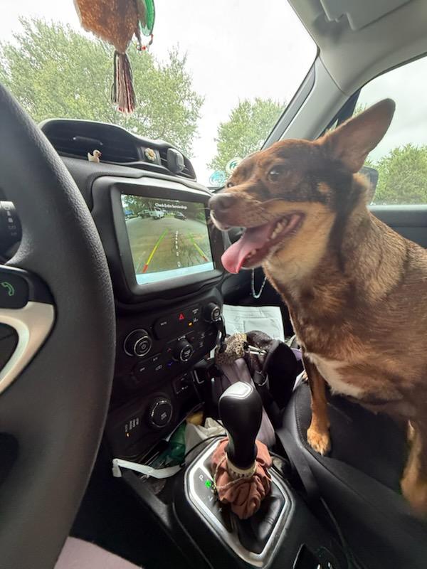 Enlarge Marge, a Adoptable mixed breed in Charlotte, NC image 2/3