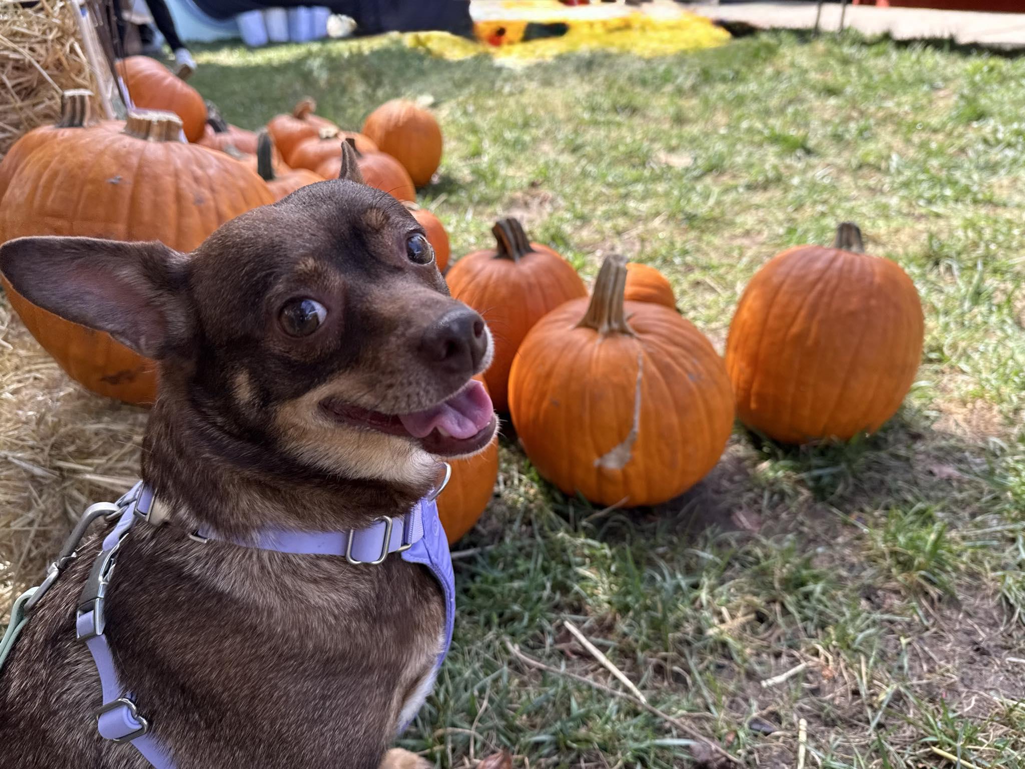 Marge, Adoptable, Adult Female Chihuahua & Terrier.