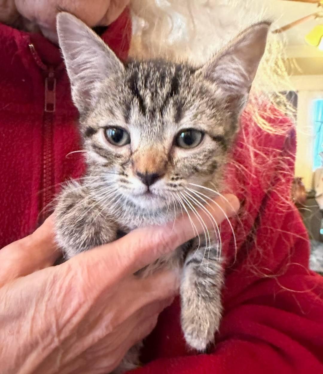 Enlarge Cuddles  - super snuggly!, an adopted Domestic Short Hair in Hendersonville, TN image 1/1