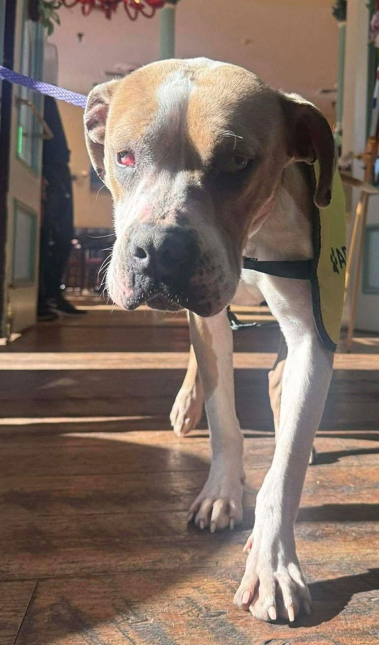 Enlarge Letty, a Adoptable Pit Bull Terrier in Las Vegas, NM image 1/1