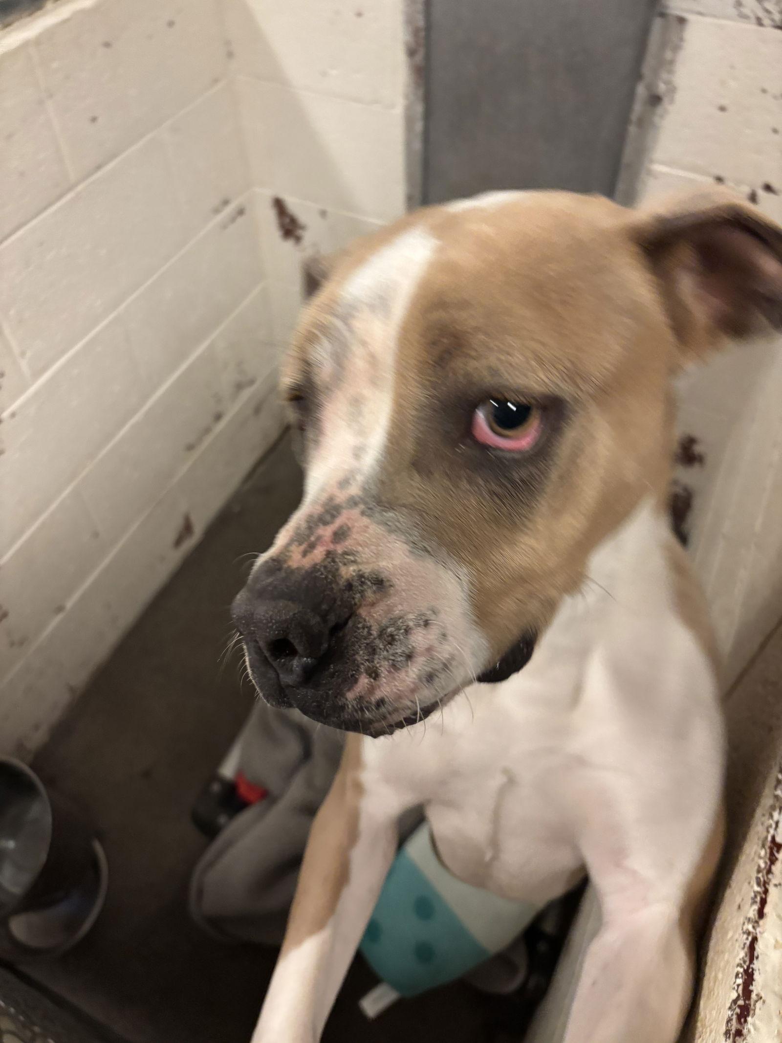 Enlarge Letty, a Adoptable Pit Bull Terrier in Las Vegas, NM image 1/1