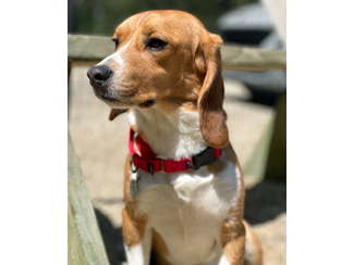 Rudy, a Adoptable Beagle in New Boston, NH image 1/10
