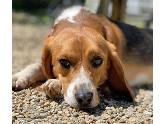 Rudy, a Adoptable Beagle in New Boston, NH image 2/10