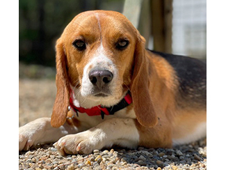 Rudy, a Adoptable Beagle in New Boston, NH image 3/10