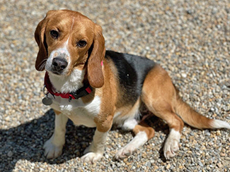 Rudy, a Adoptable Beagle in New Boston, NH image 4/10