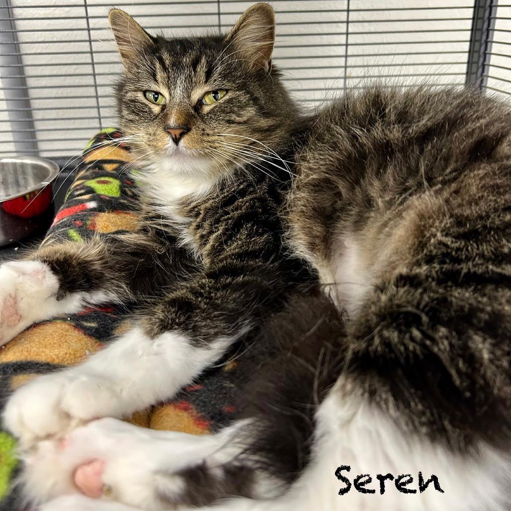 Enlarge Seren, a Adoptable Domestic Long Hair in Hannibal, MO image 1/2