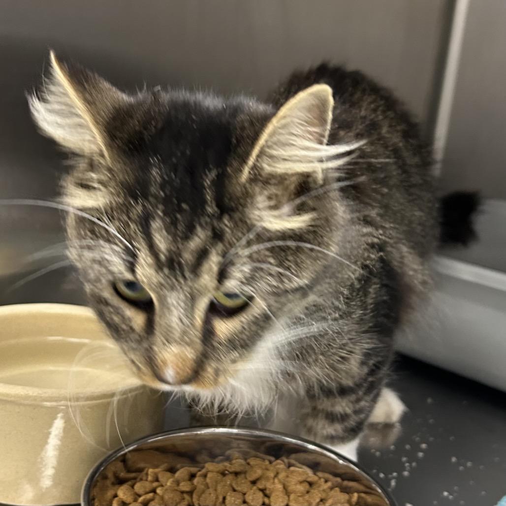 Enlarge Seren, a Adoptable Domestic Long Hair in Hannibal, MO image 1/1