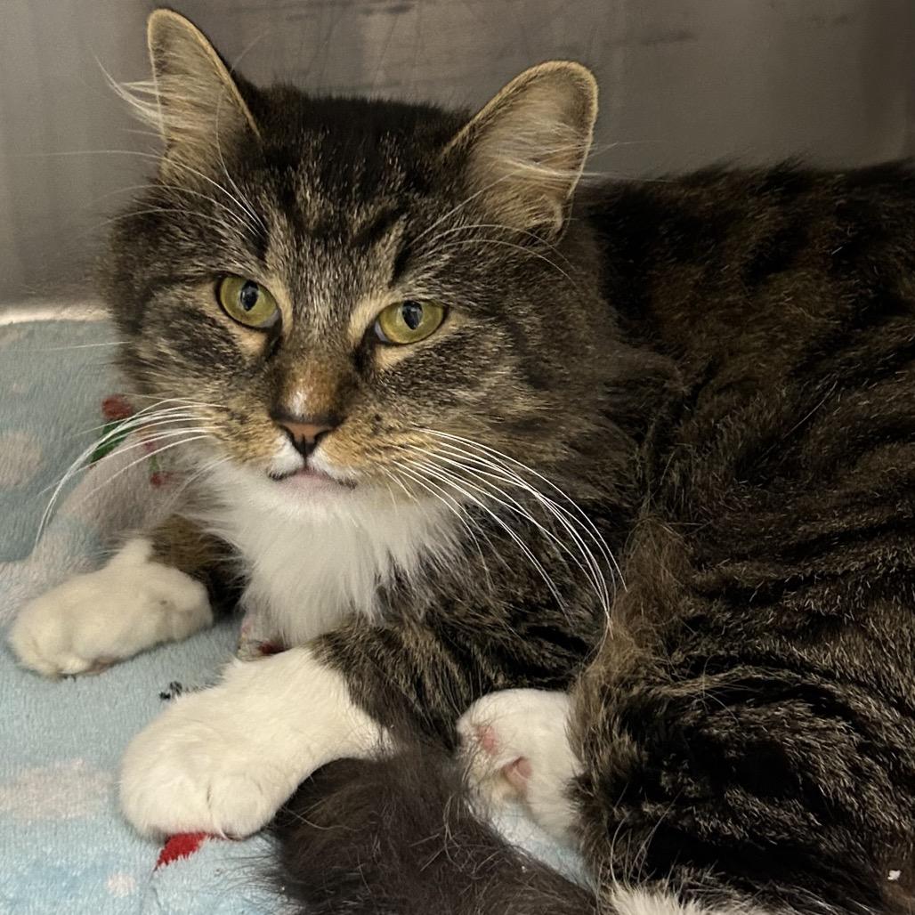 Enlarge Seren, a Adoptable Domestic Long Hair in Hannibal, MO image 2/2