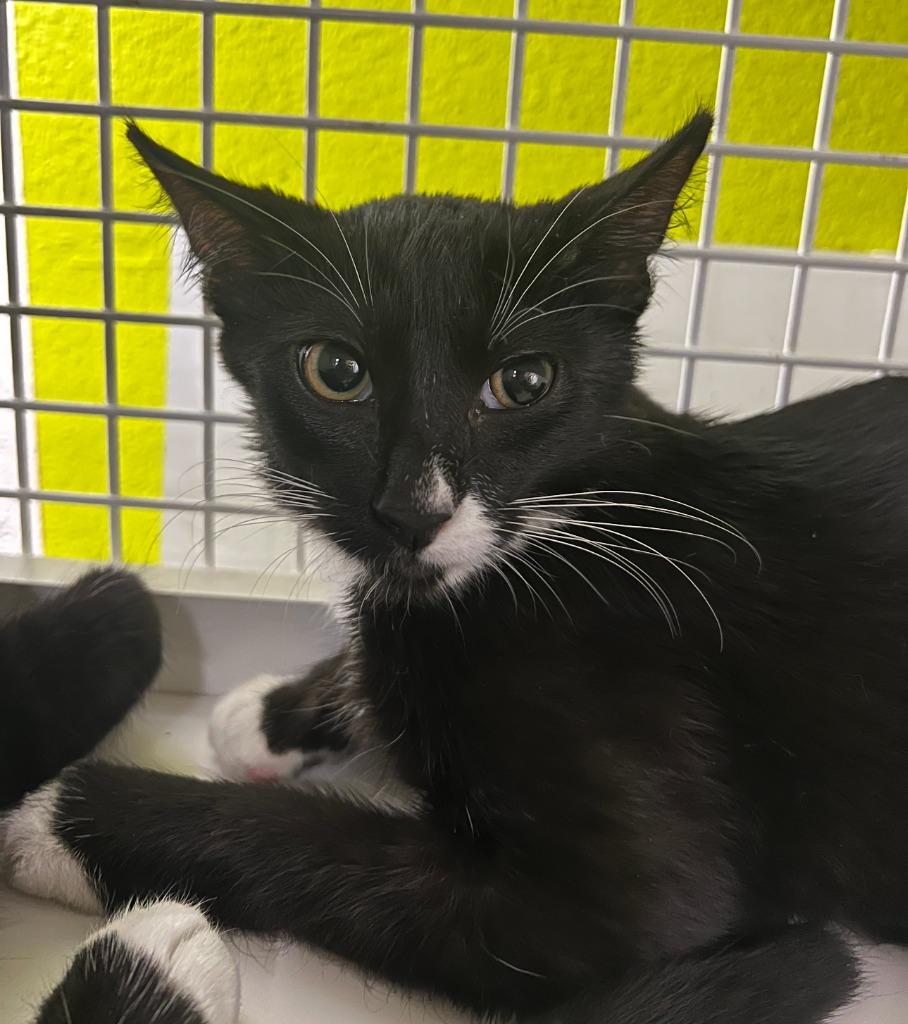 Jerry, Adoptable, Kitten Male Domestic Short Hair.