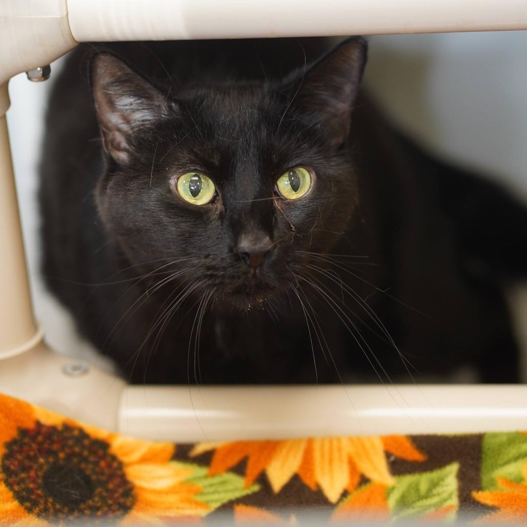 Enlarge Quincy, a Adoptable Domestic Short Hair in Naperville, IL image 1/1