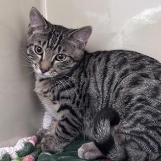 Corbin, Adoptable, Kitten Male Domestic Short Hair & Mixed Breed.