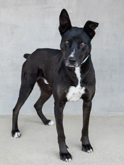 Rueben — thumbnail 3