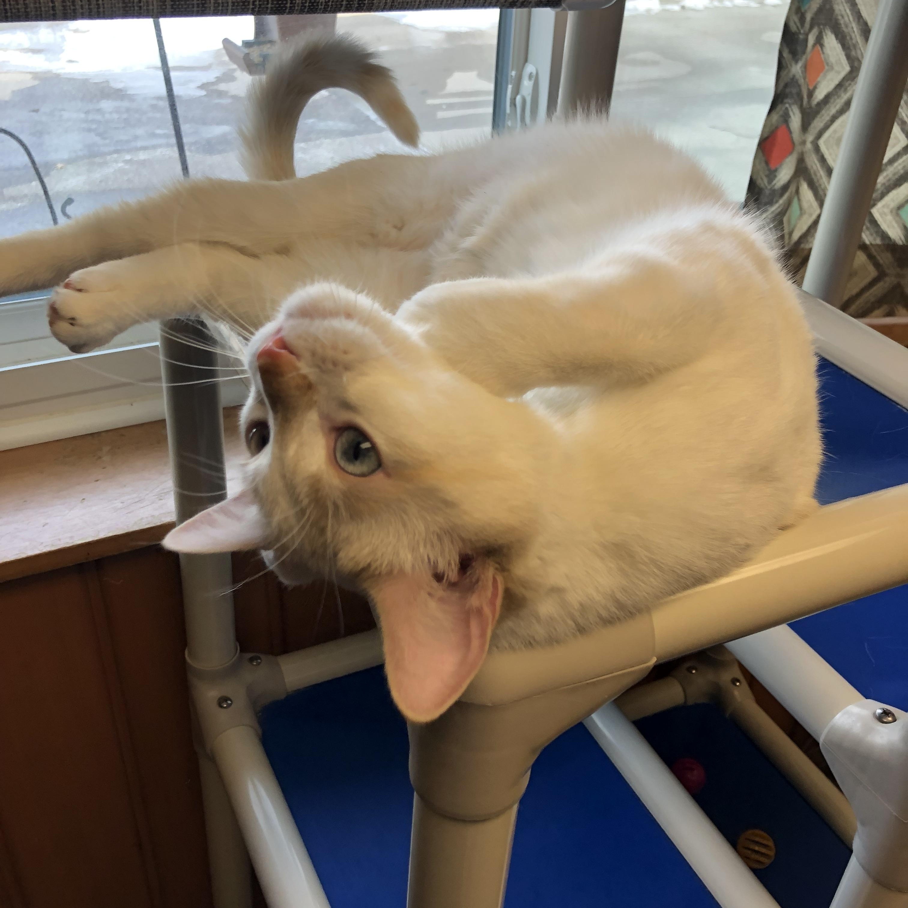 Tony, an adoptable Domestic Short Hair in Des Moines, IA image 4/4