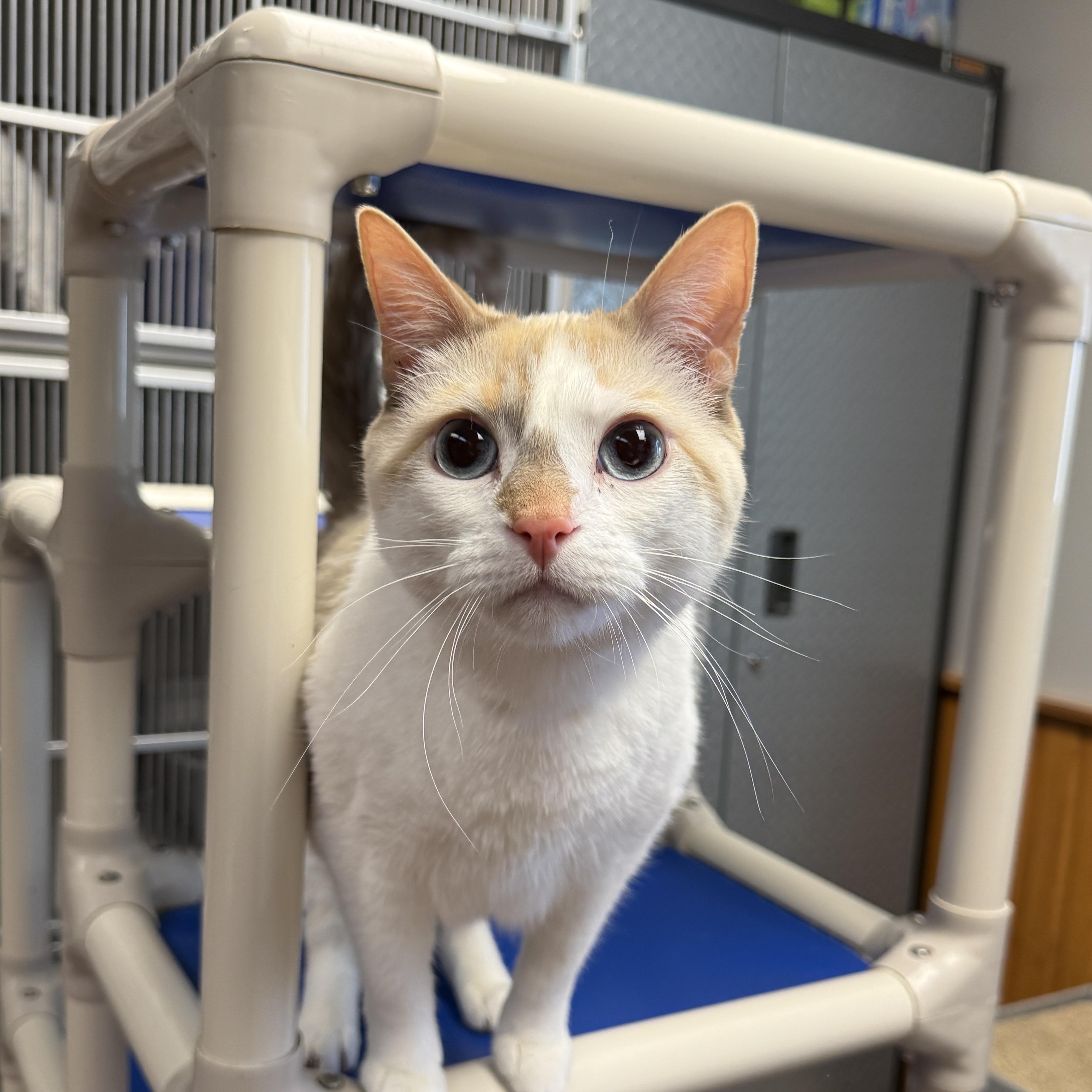 Tony, an adoptable Domestic Short Hair in Des Moines, IA image 2/4