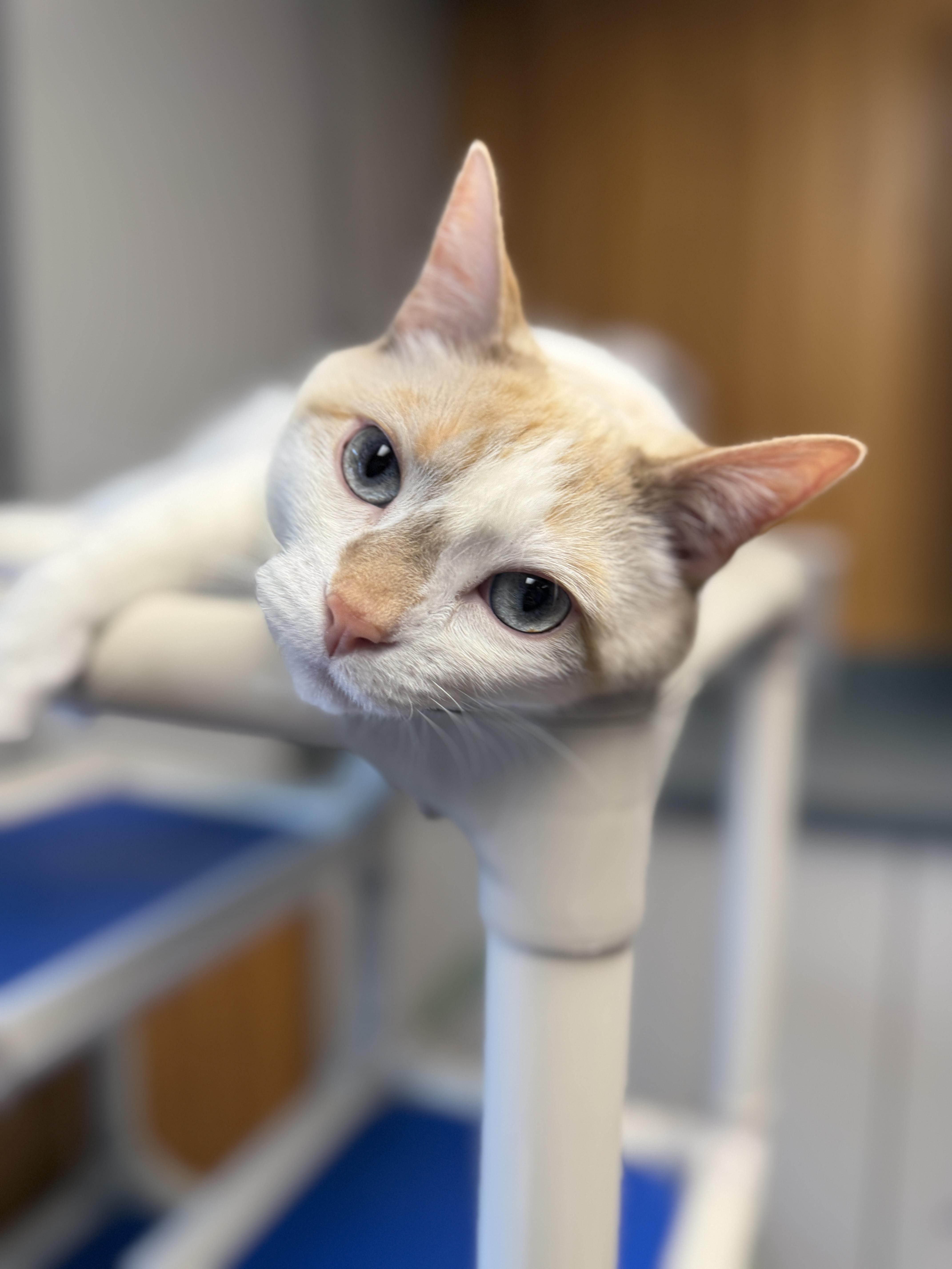 Tony, adoptable, Adult Male Domestic Short Hair.