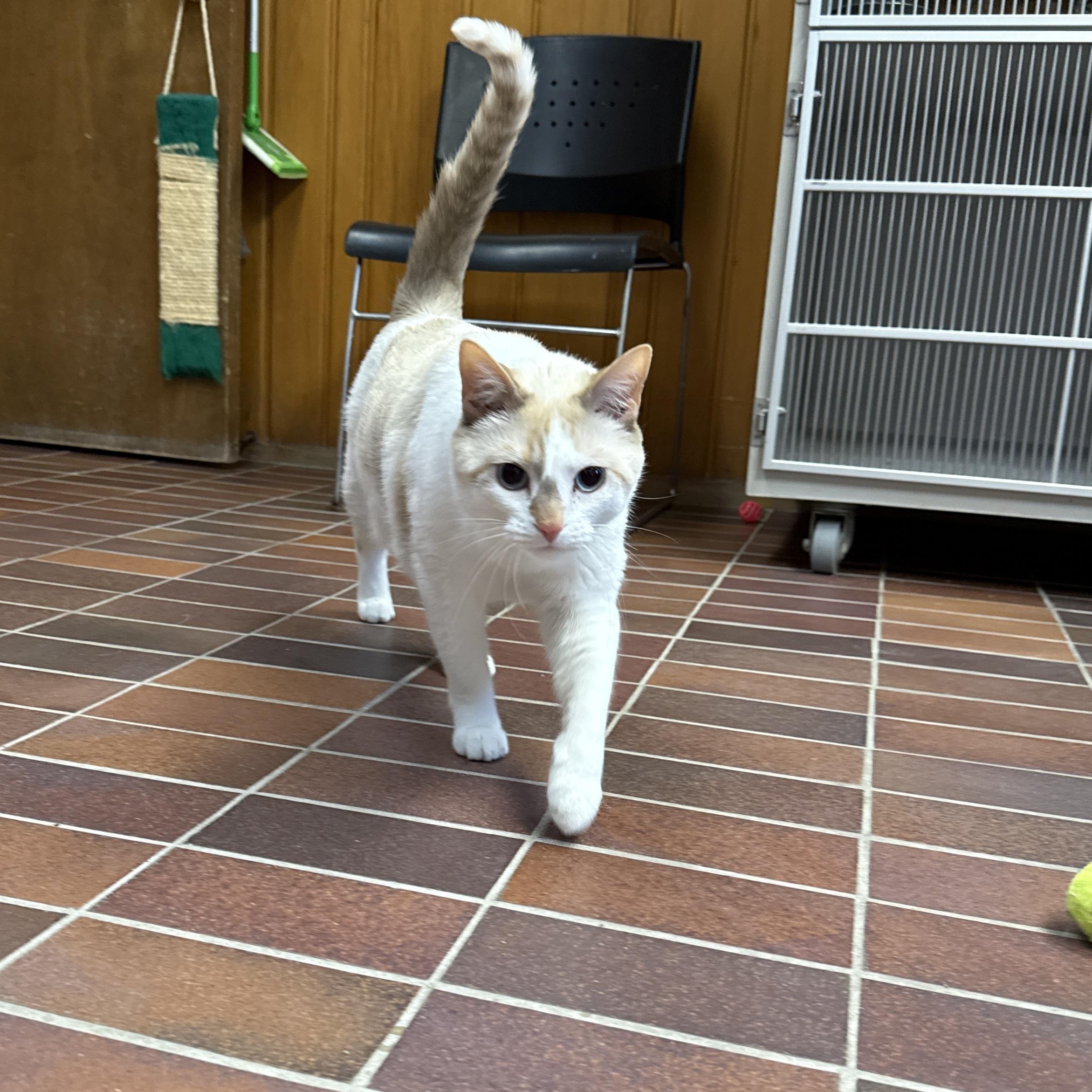 Tony, an adoptable Domestic Short Hair in Des Moines, IA image 3/4