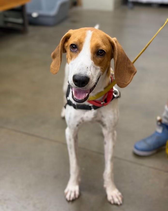 Enlarge Leonard, a ADOPTABLE Treeing Walker Coonhound in North Myrtle Beach, SC image 2/2