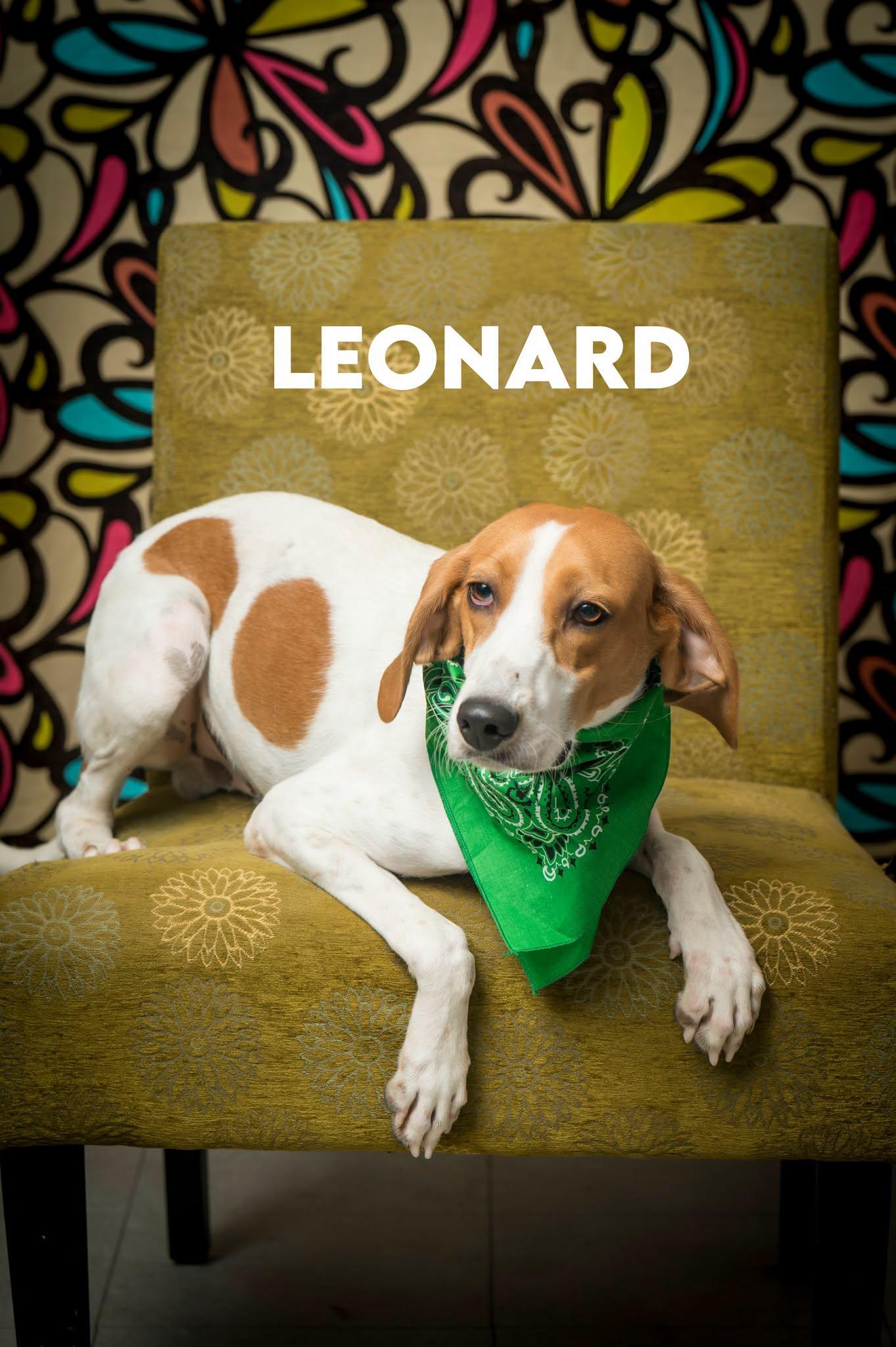 Leonard, ADOPTABLE, Young Male Treeing Walker Coonhound.