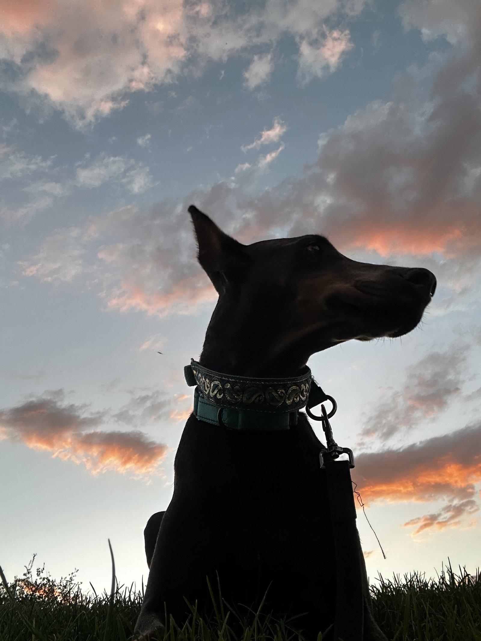 Diamond, Adoptable, Adult Female Doberman Pinscher.