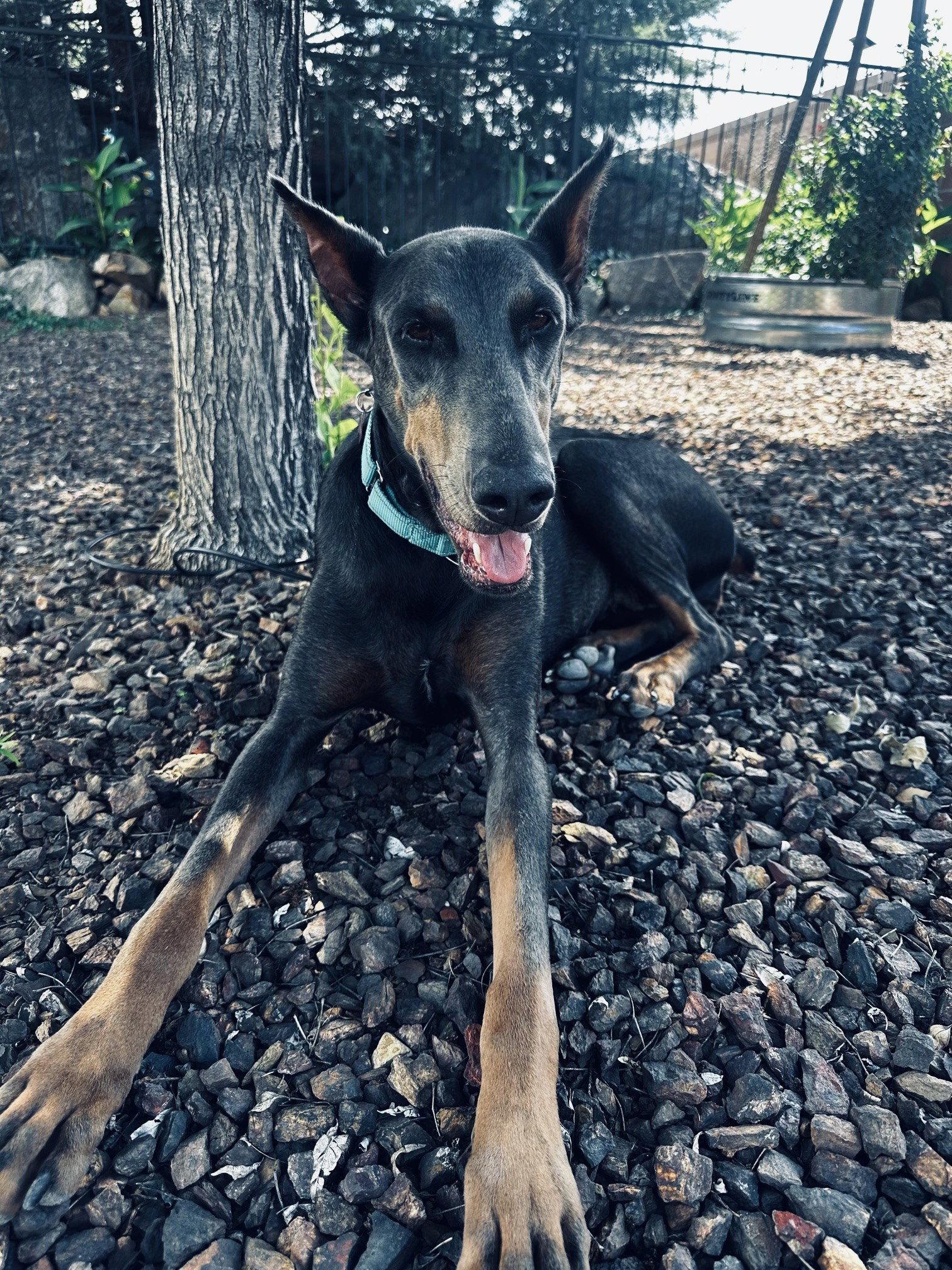 Enlarge Diamond, a Adoptable Doberman Pinscher in Buffalo, MN image 2/3