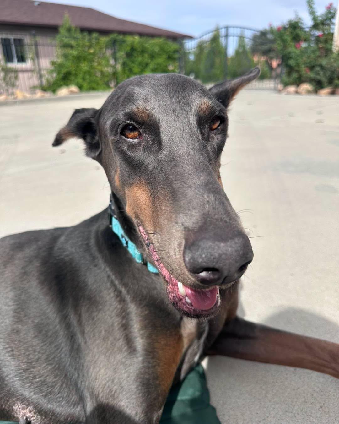 Enlarge Diamond, a Adoptable Doberman Pinscher in Buffalo, MN image 3/3