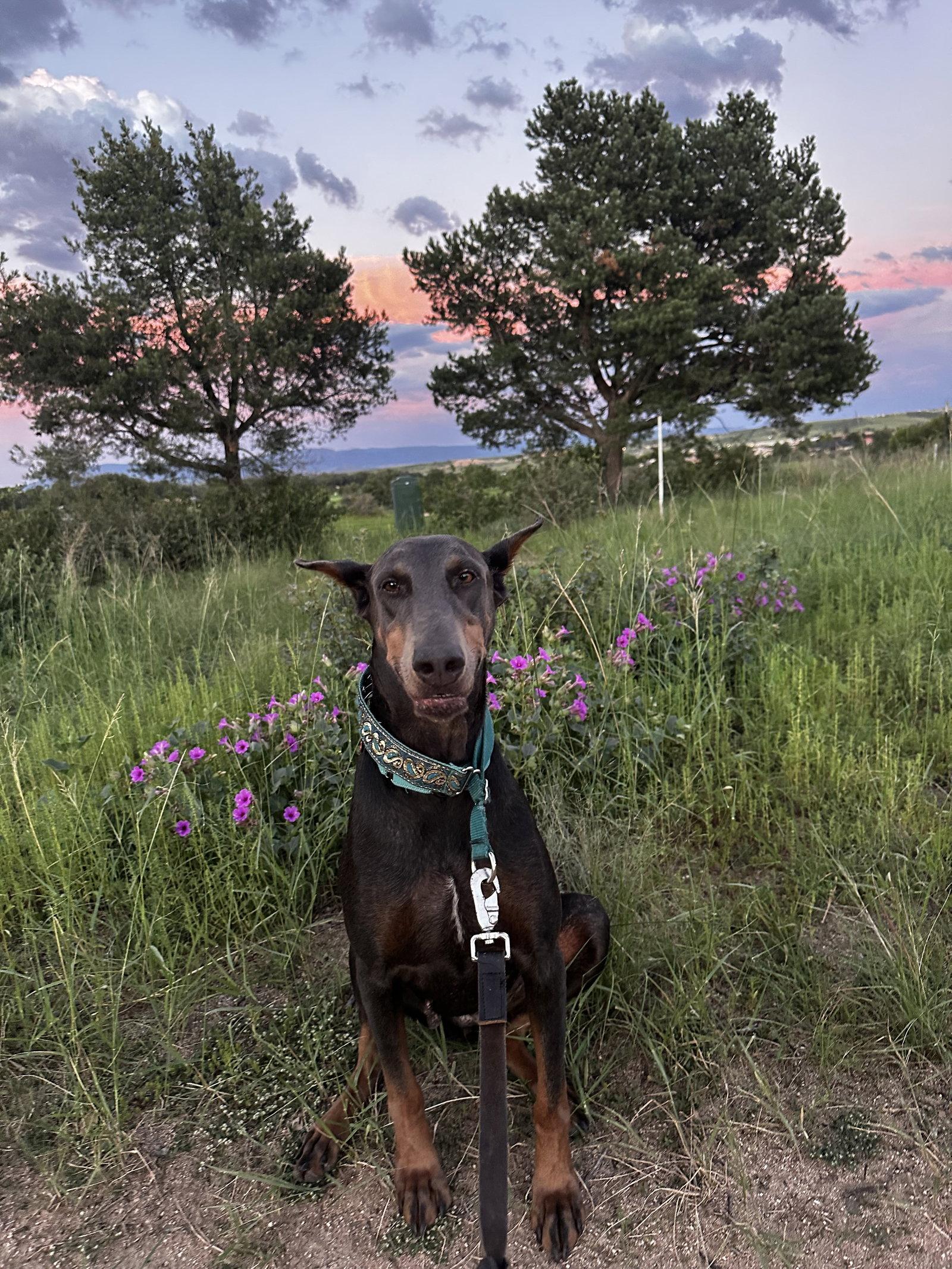 Enlarge Diamond, a Adoptable Doberman Pinscher in Buffalo, MN image 3/3