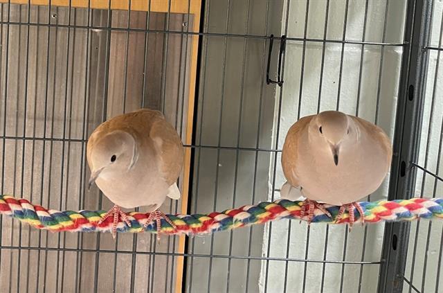 COLLEEN, Adoptable, Young Female Dove.
