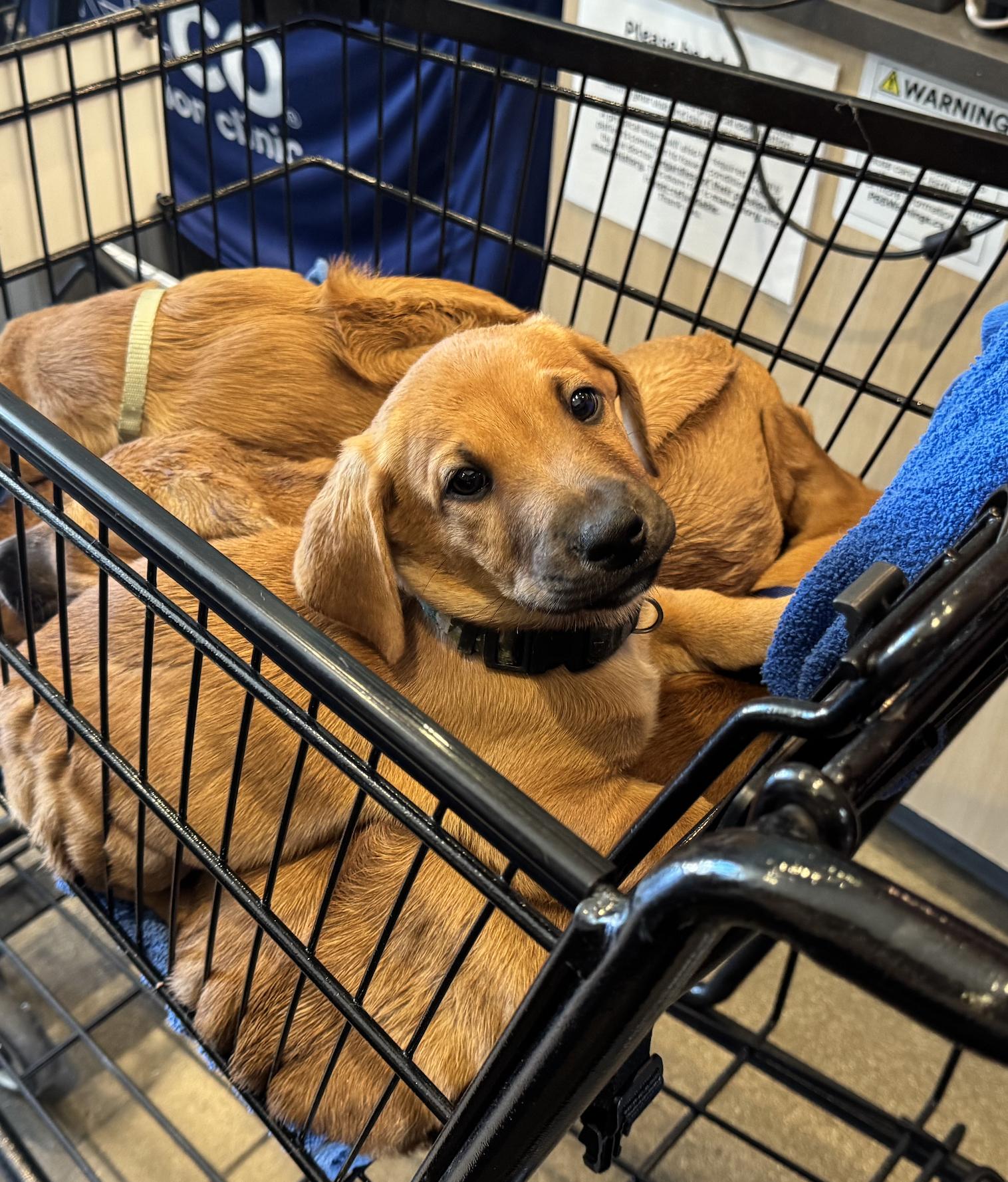 Enlarge CIRRUS, a Adopted mixed breed in Oroville , CA image 1/2