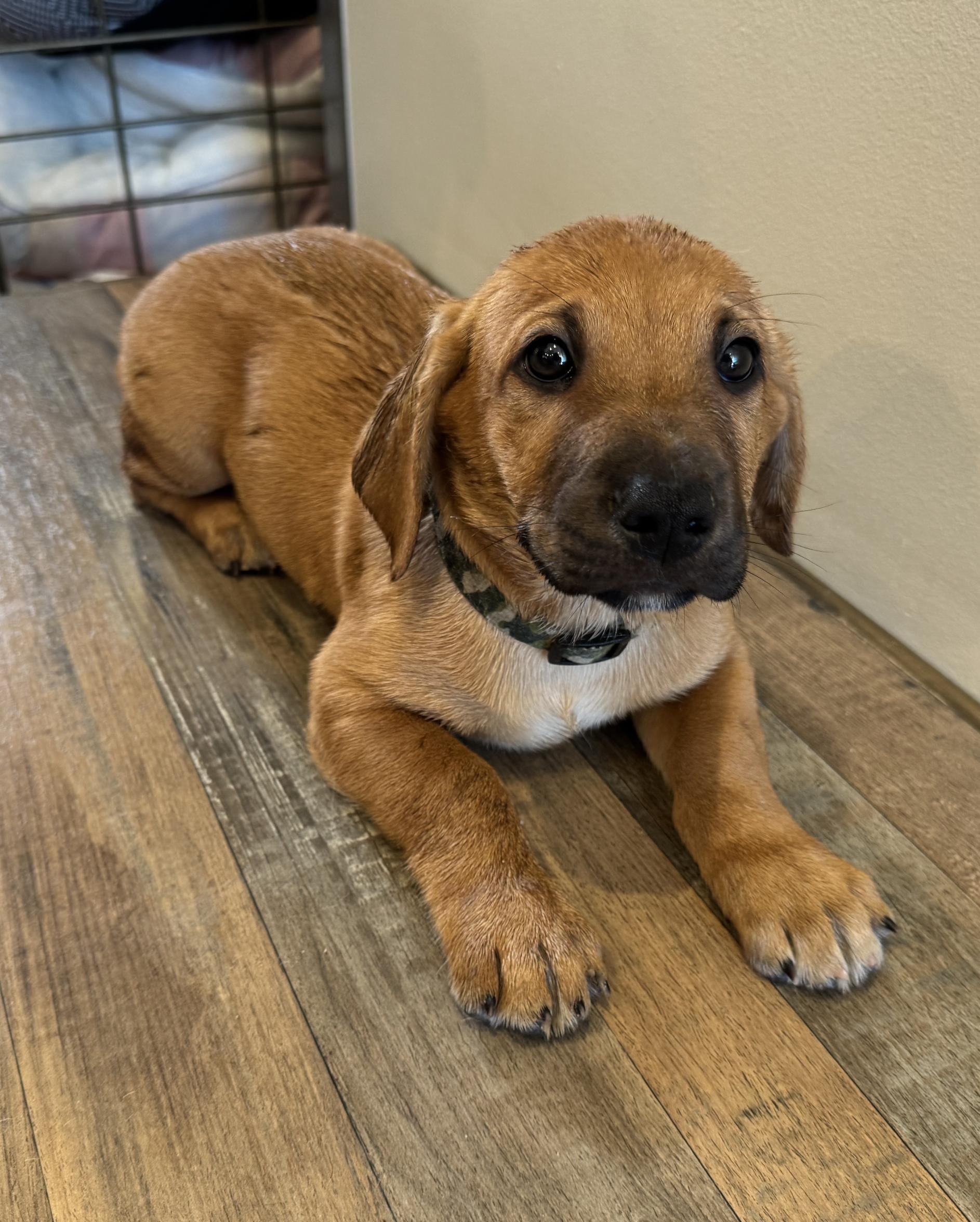 Enlarge CIRRUS, a Adopted mixed breed in Oroville , CA image 2/2