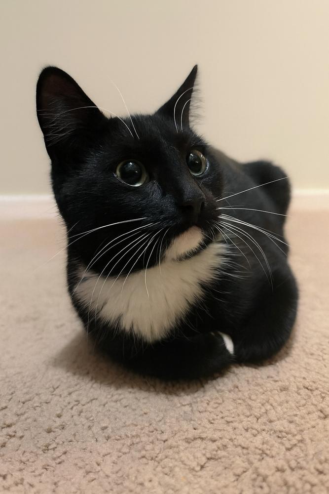 Enlarge Jillian, a Adoptable mixed breed in Albuquerque, NM image 1/6