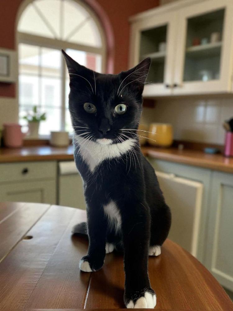 Jillian, Adoptable, Kitten Female Domestic Short Hair.