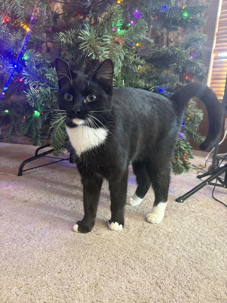 Enlarge Jillian, a Adoptable mixed breed in Albuquerque, NM image 5/6