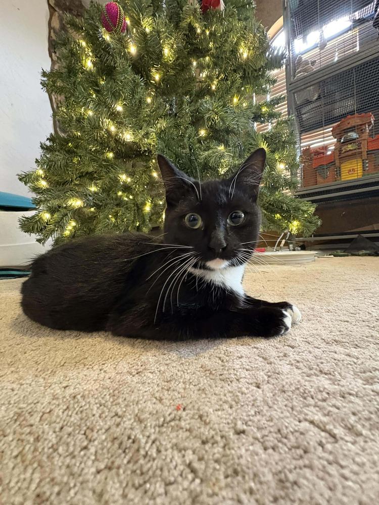 Enlarge Jillian, a Adoptable mixed breed in Albuquerque, NM image 6/6