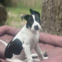 Enlarge Miss Mickey, a ADOPTABLE mixed breed in Manahawkin, NJ image 3/3