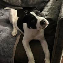 Enlarge Miss Mickey, a ADOPTABLE mixed breed in Manahawkin, NJ image 2/3