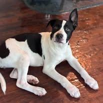 Enlarge Miss Mickey, a ADOPTABLE mixed breed in Manahawkin, NJ image 1/3