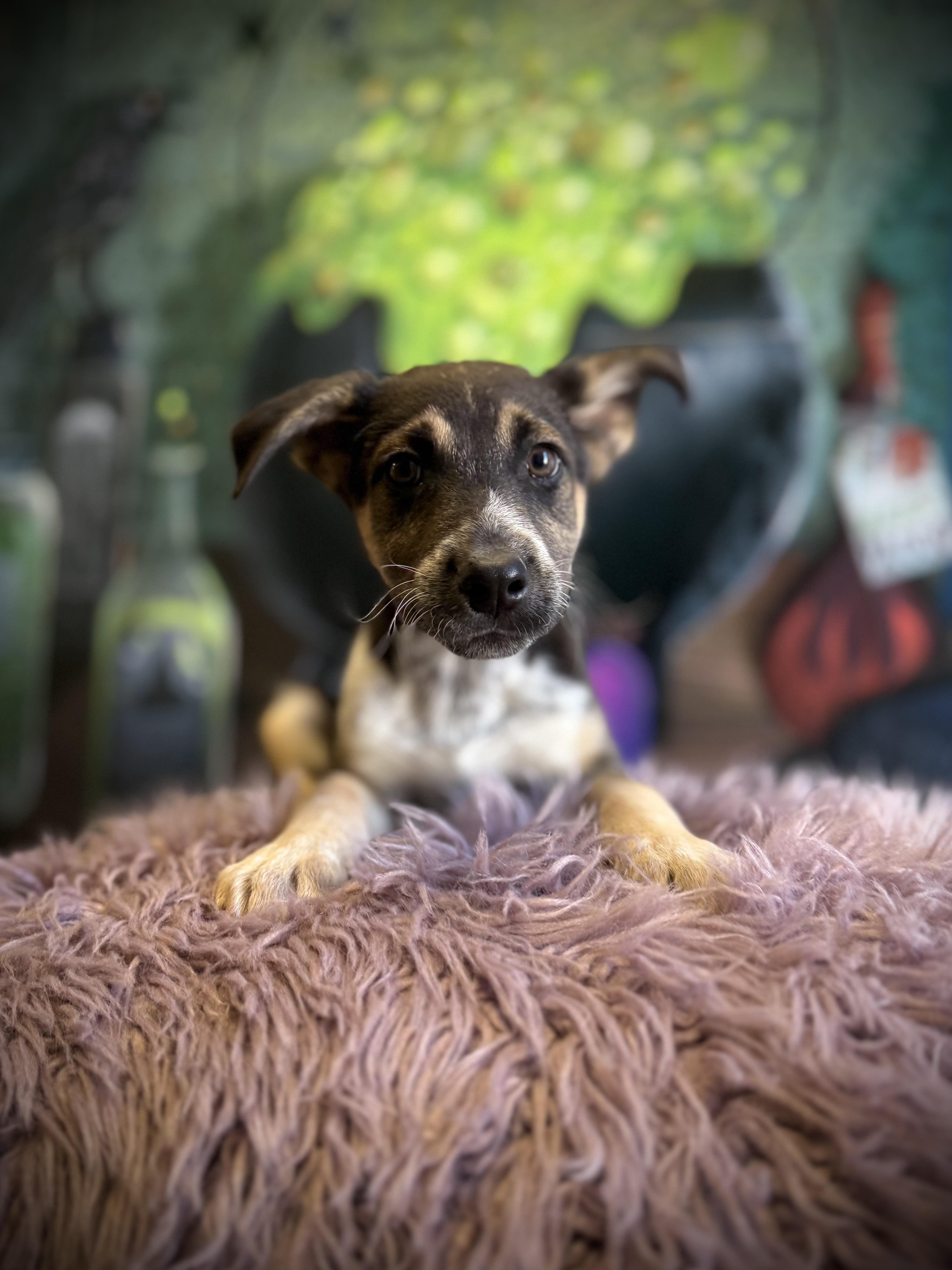 Enlarge Row, a Adoptable mixed breed in Eagle, CO image 4/5
