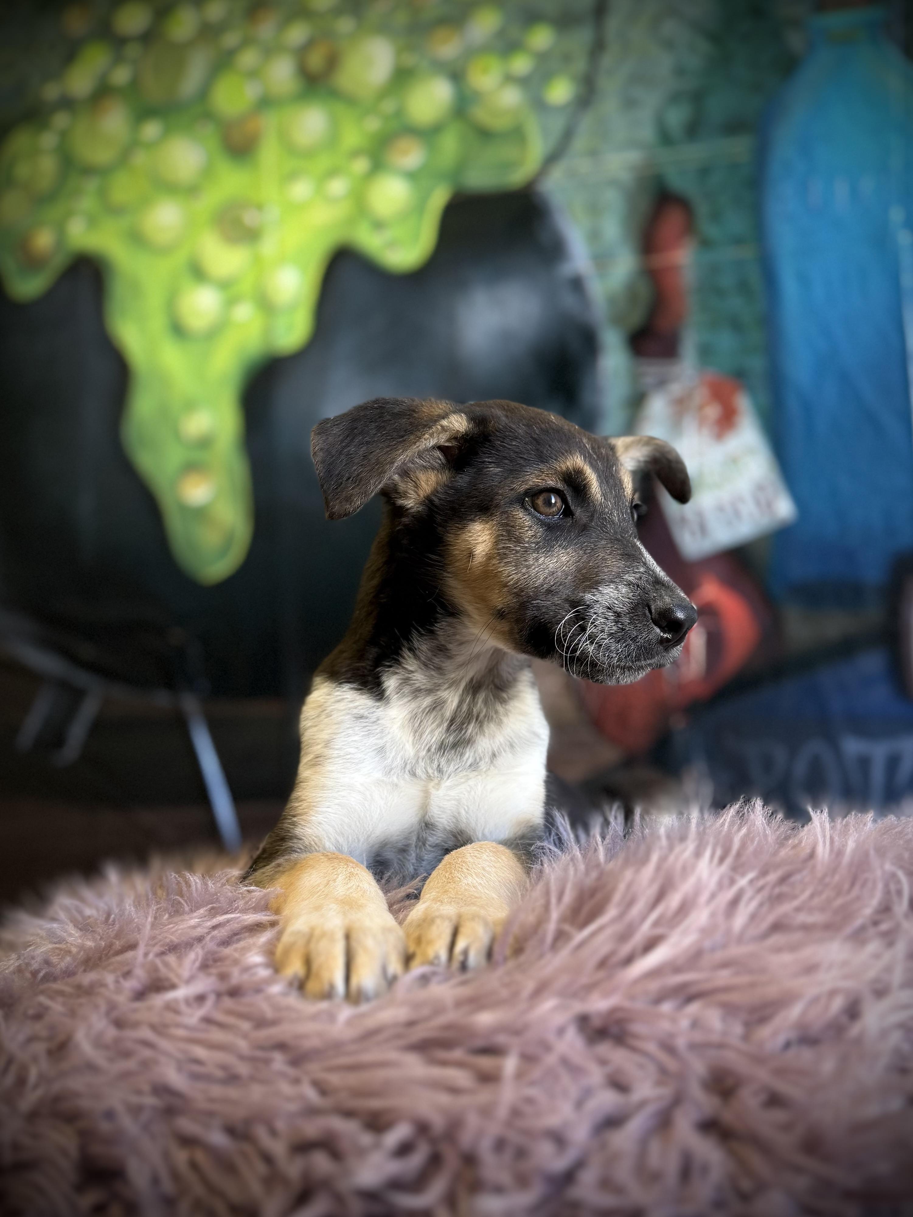 Enlarge Row, a Adoptable mixed breed in Eagle, CO image 3/5