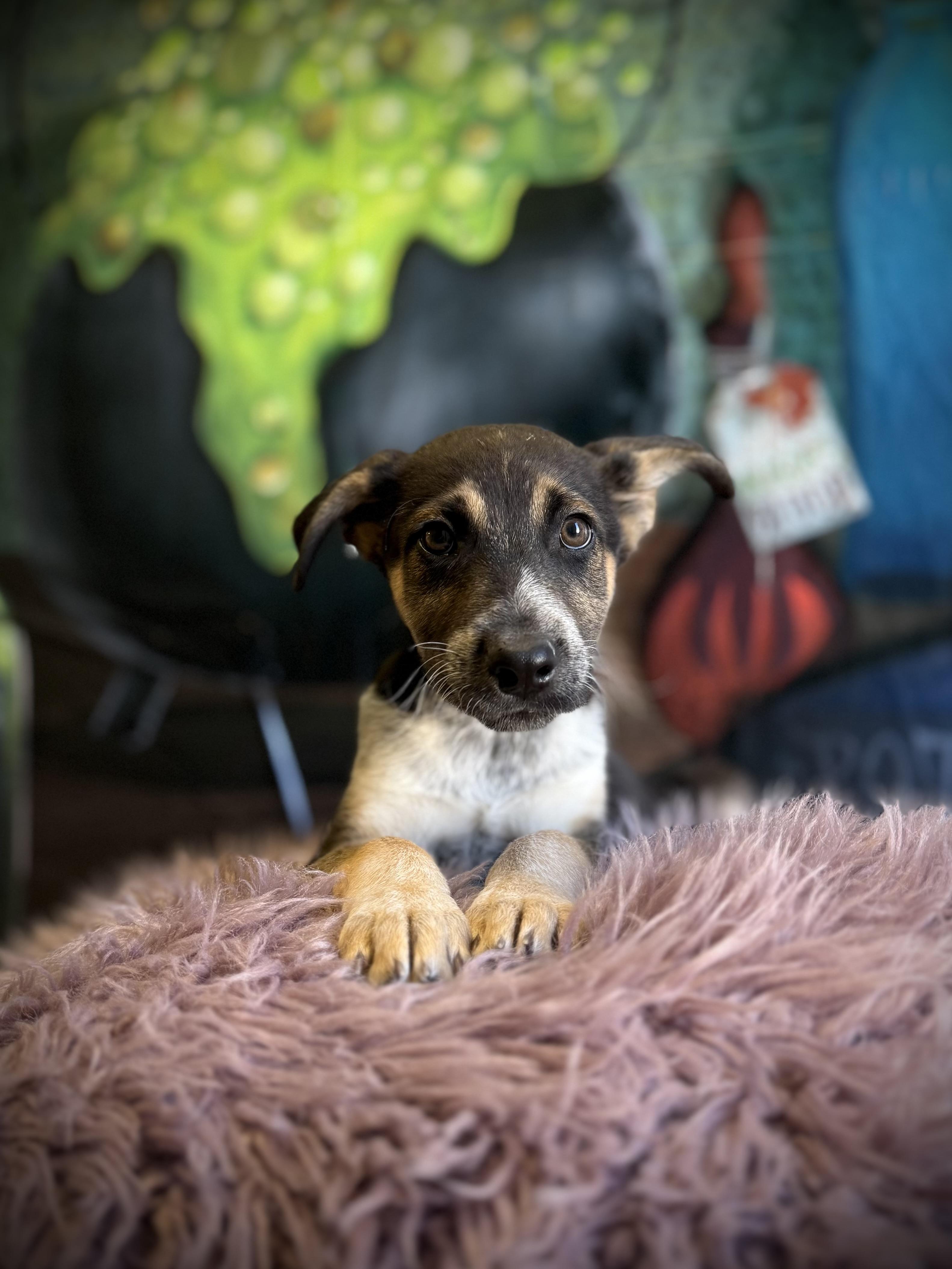 Enlarge Row, a Adoptable mixed breed in Eagle, CO image 2/5