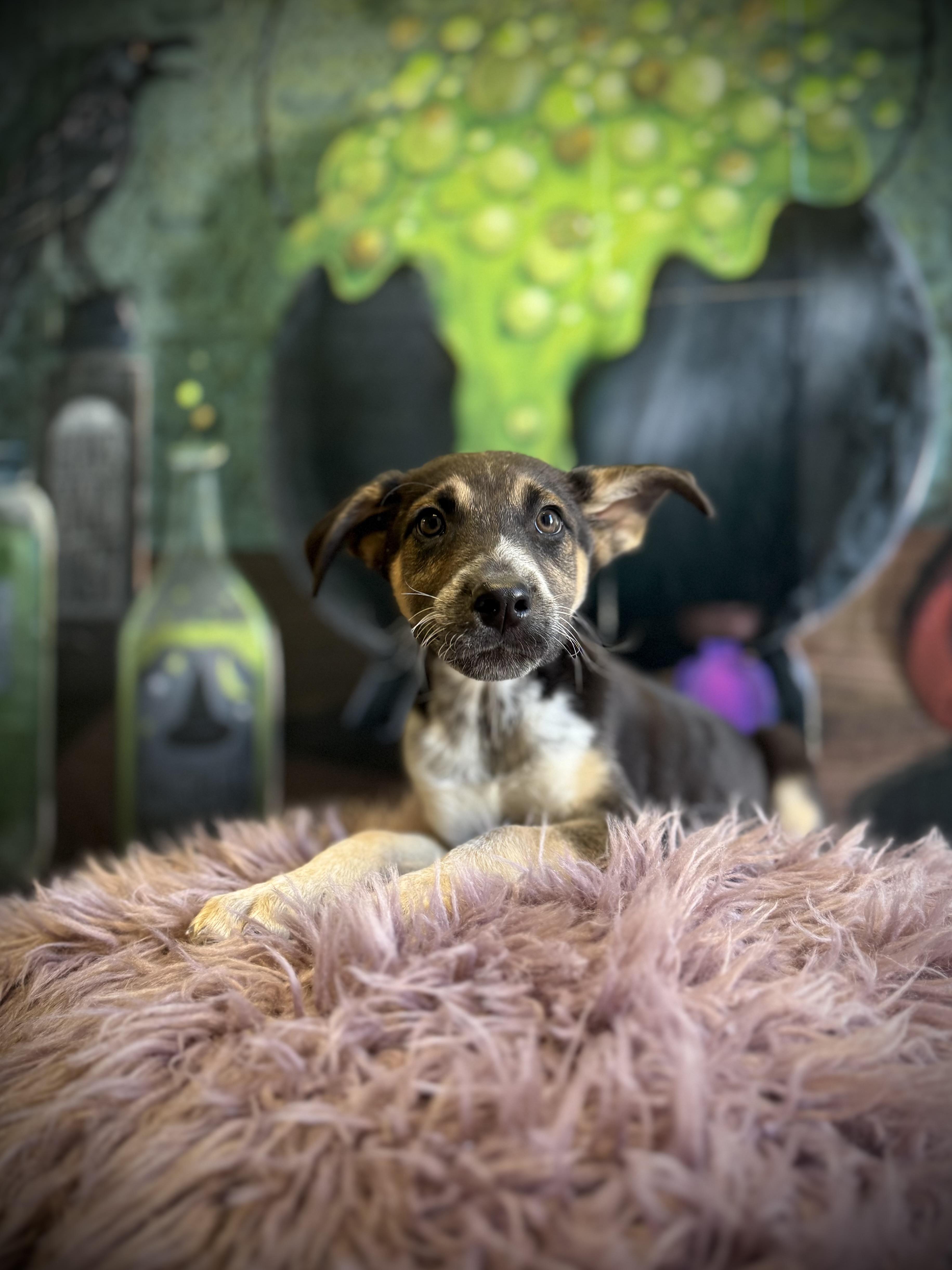 Enlarge Row, a Adoptable mixed breed in Eagle, CO image 5/5
