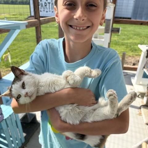 Rayne, a Adoptable Domestic Short Hair in Troy, IL image 2/5