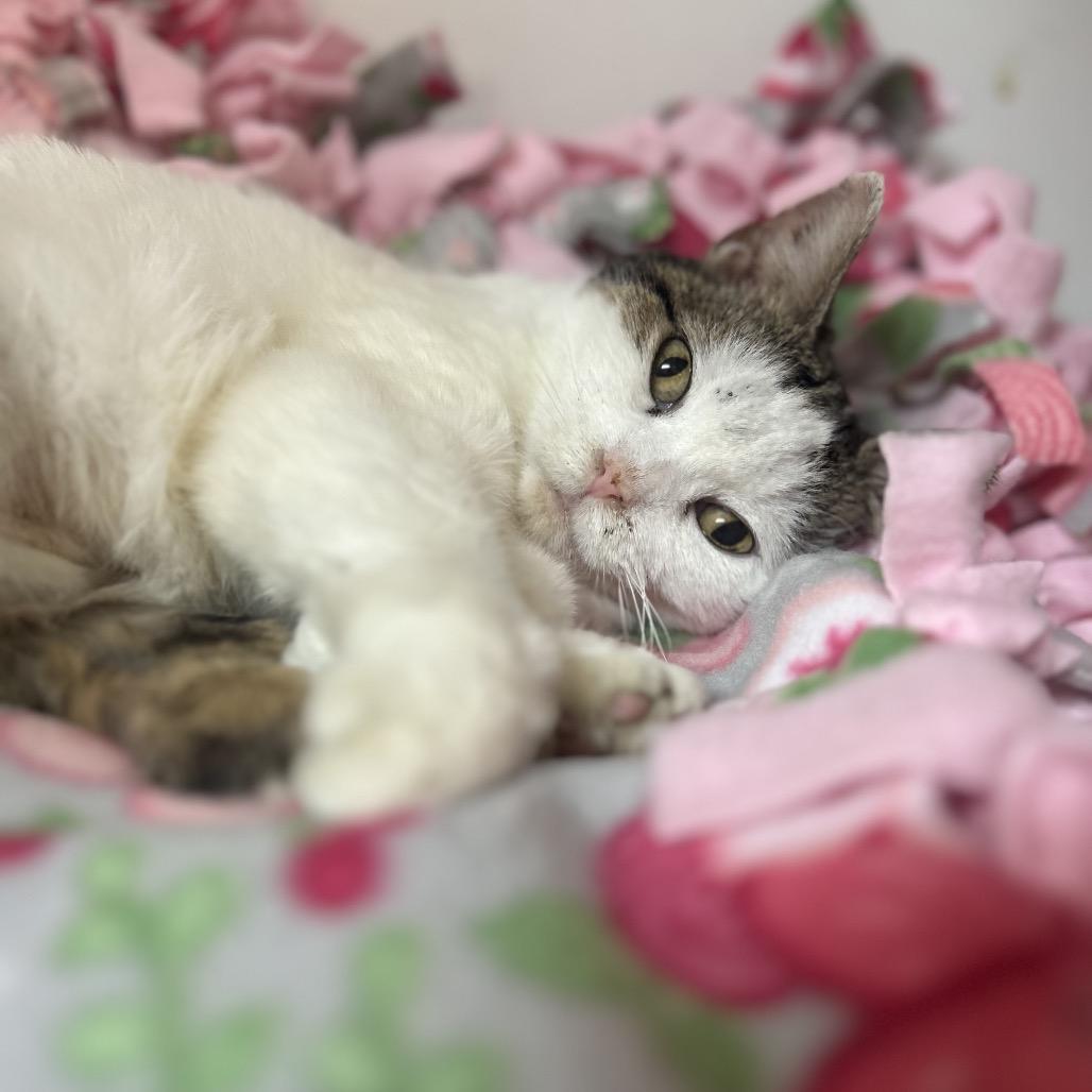 Rayne, a Adoptable Domestic Short Hair in Troy, IL image 3/5