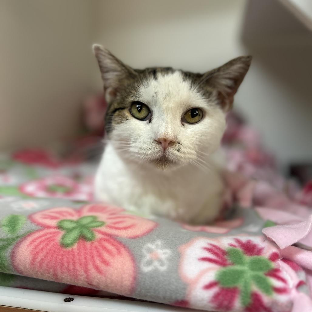 Rayne, a Adoptable Domestic Short Hair in Troy, IL image 4/5