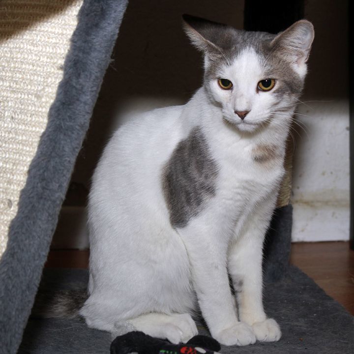 Rocket, Young Male Domestic Short Hair
