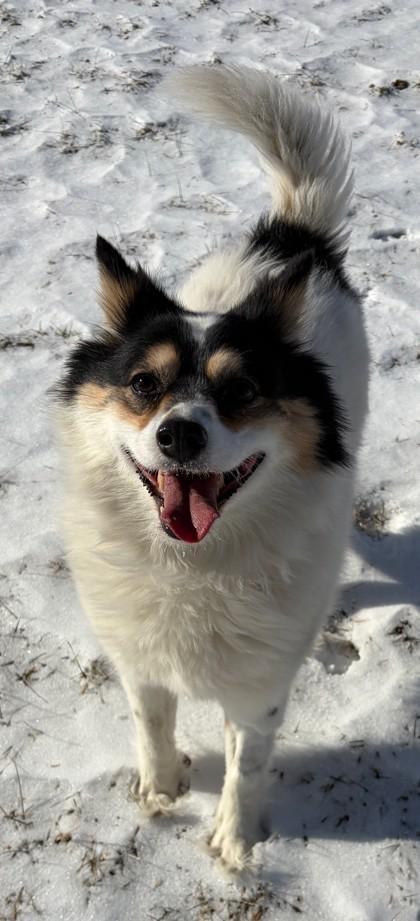 Luna, a Adoptable mixed breed in Baraboo, WI image 1/3