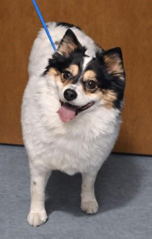 Luna, Adoptable, Adult Female Pomeranian & Husky.