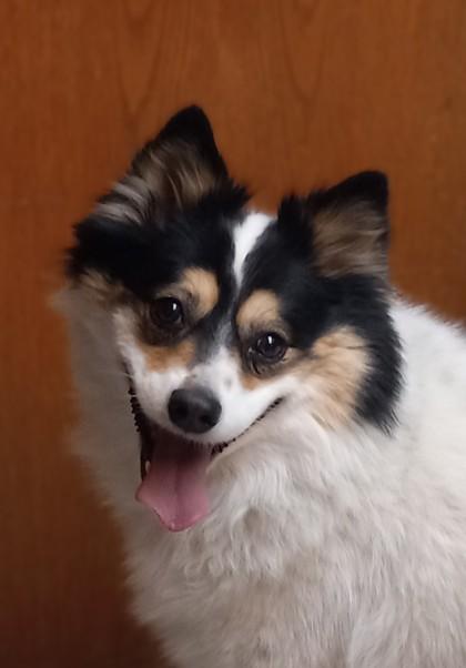 Luna, a Adoptable mixed breed in Baraboo, WI image 3/3